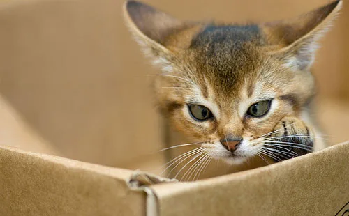 Abyssinian-Kitten-In-Box