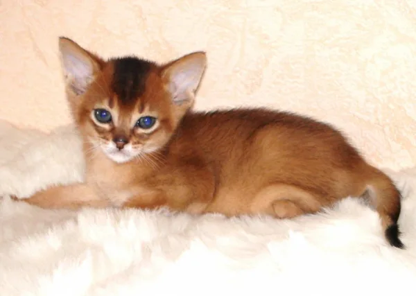 Abyssinian-Kitten-Sitting