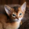 Abyssinian-Kitten-for-sale-MA