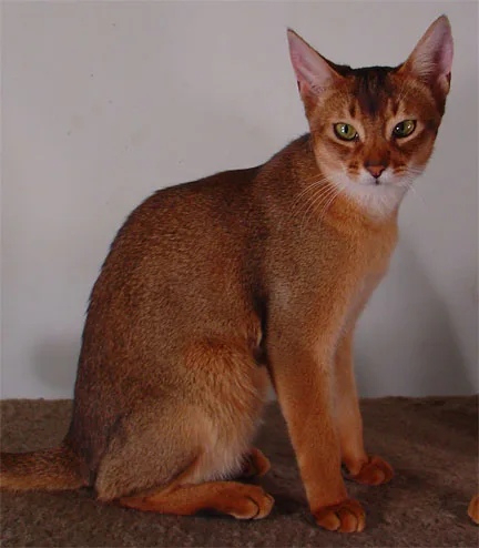 Brownish-Abyssinian-Cat