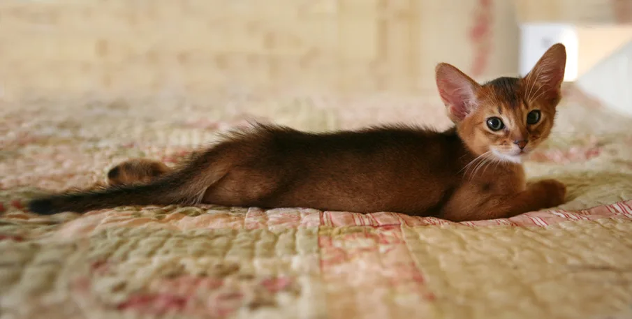 Cute-Abyssinian-Kitten