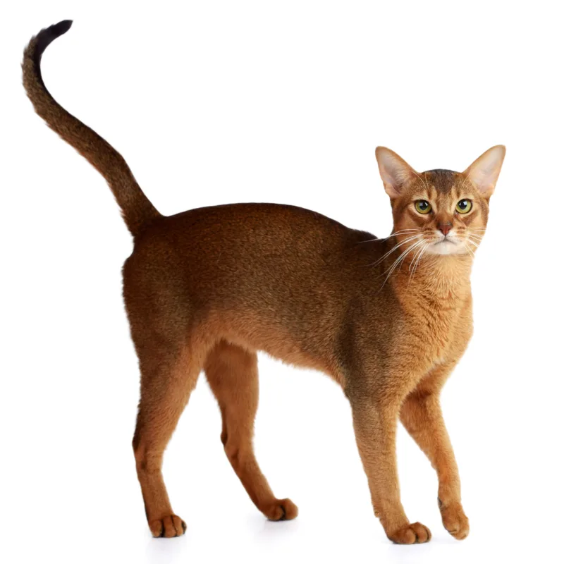 abyssinian-kitten-for-sale