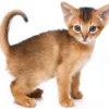abyssinian-kitten-for-sale-near-me